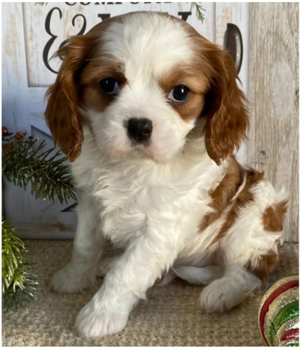 Cachorros de Cavalier King Charles Spaniel de pura raza masculino y femenino.