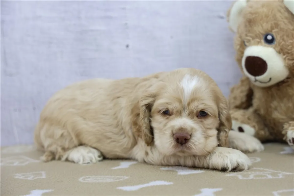 纯种可卡犬幼犬