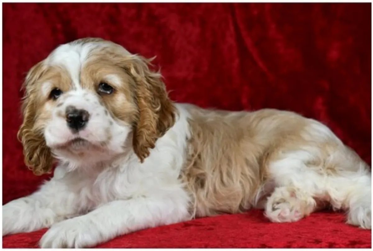 纯种可卡犬幼犬