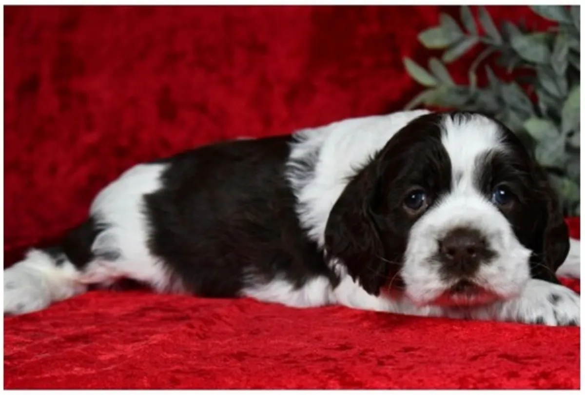 Щенки кocker spaniel чистокровные мужского и женского пола.