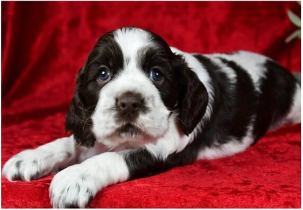 Щенки кocker spaniel чистокровные мужского и женского пола.
