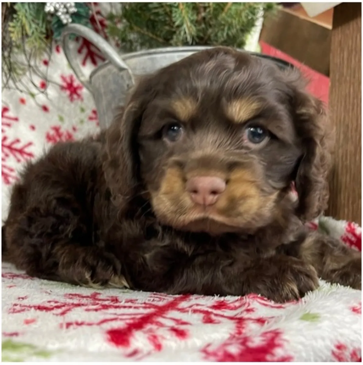 Щенки кocker spaniel чистокровные мужского и женского пола.