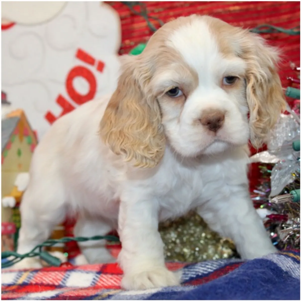 Щенки кocker spaniel чистокровные мужского и женского пола.