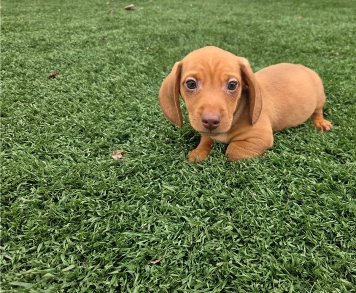 Cachorros de Dachshund de pura raza masculino y femenino.