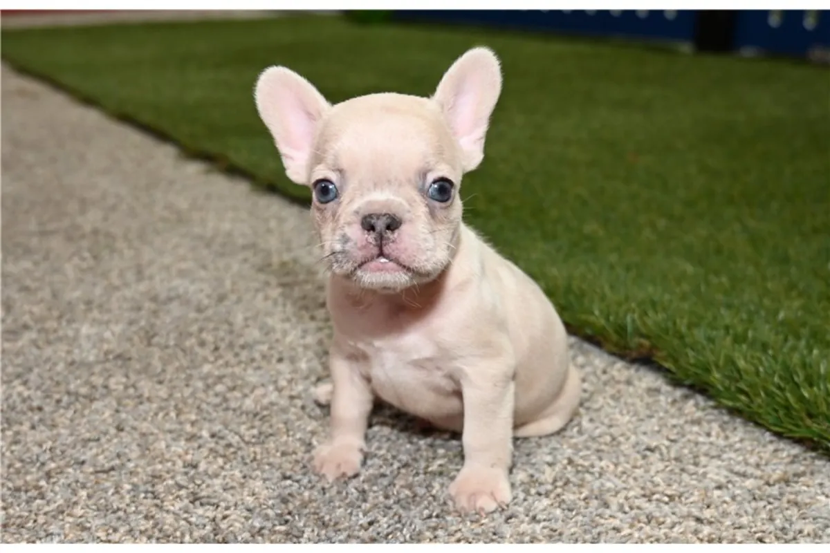 Safkan Fransız Bulldog Yavruları.
