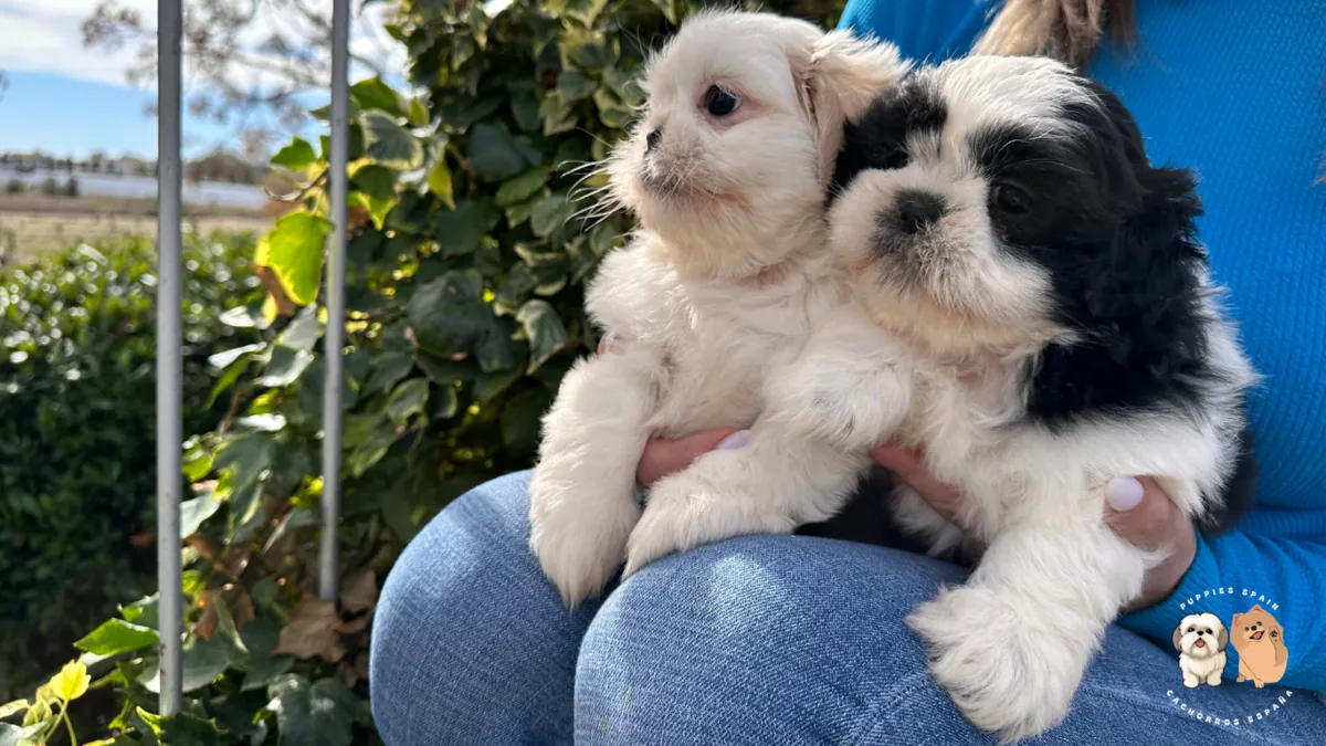 Tenemos cachorros de shih tzu en venta