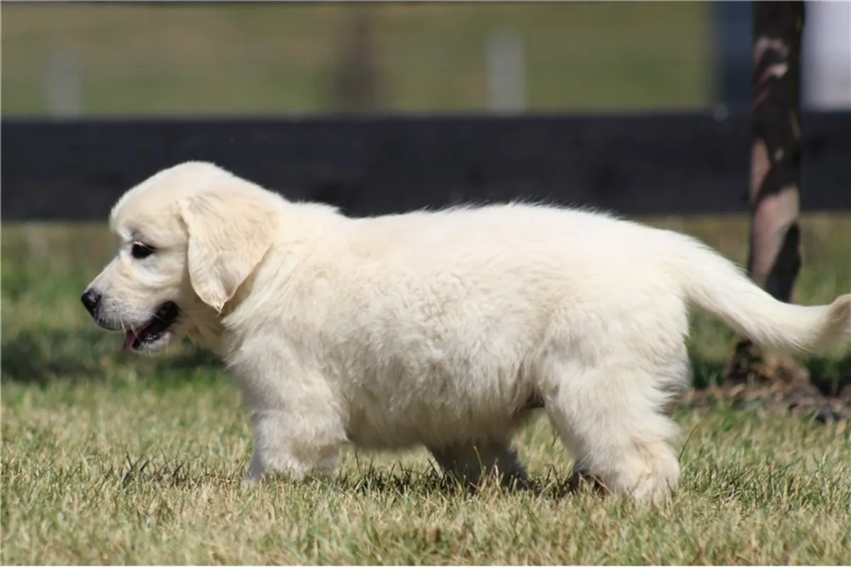 Cachorros de Golden Retriever de pura raza.