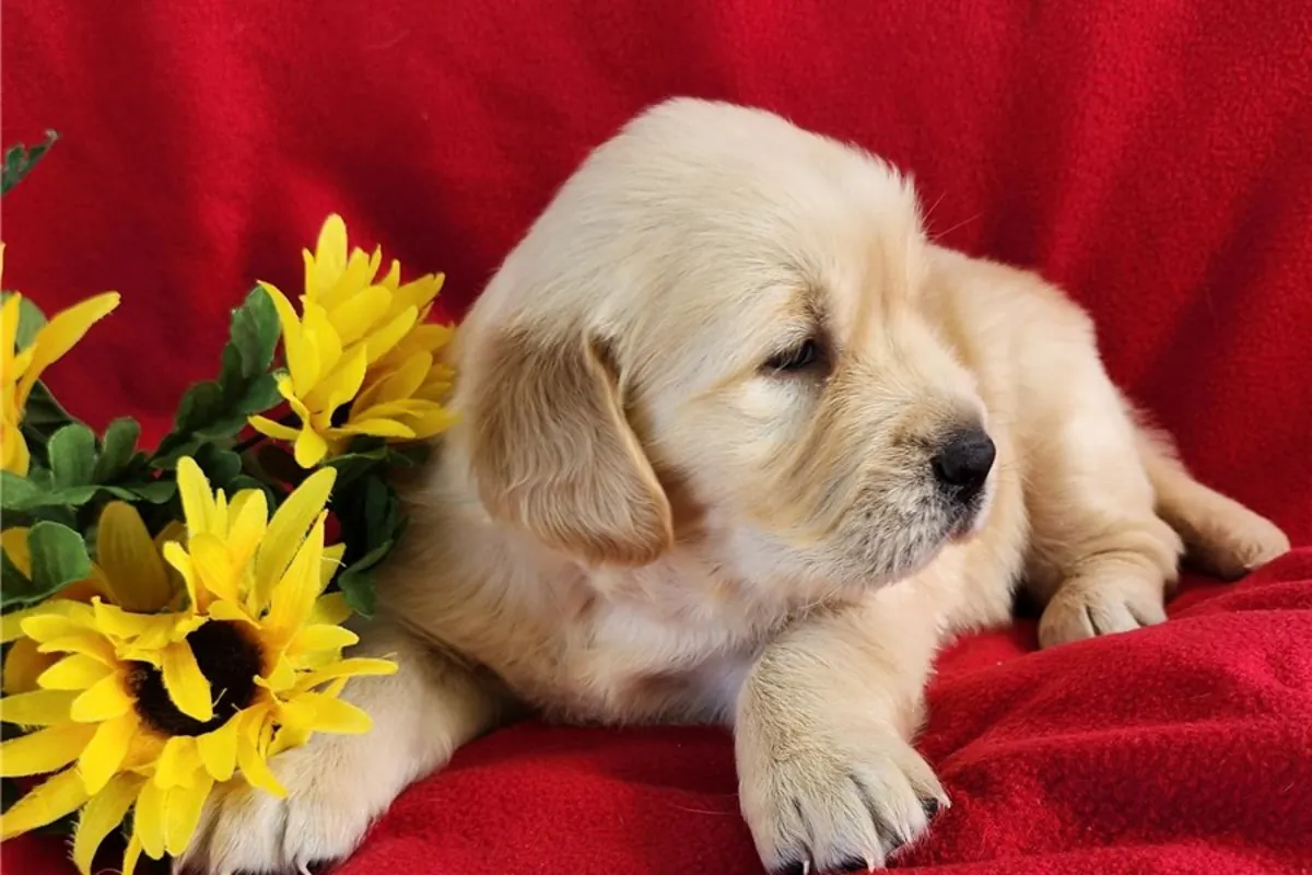 Cachorros de Golden Retriever de pura raza.