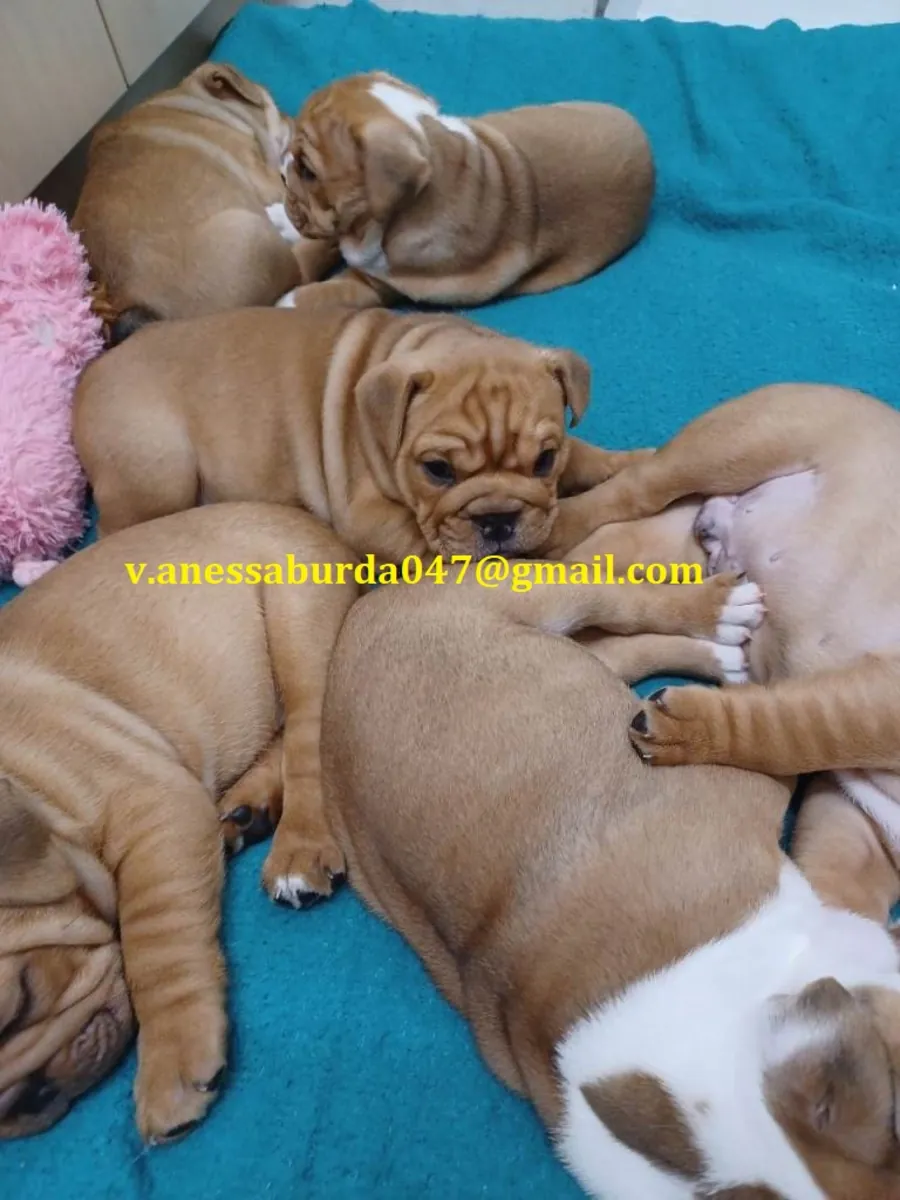 Adorables y hermosos Bulldogs ingleses Correo electrónico en la foto