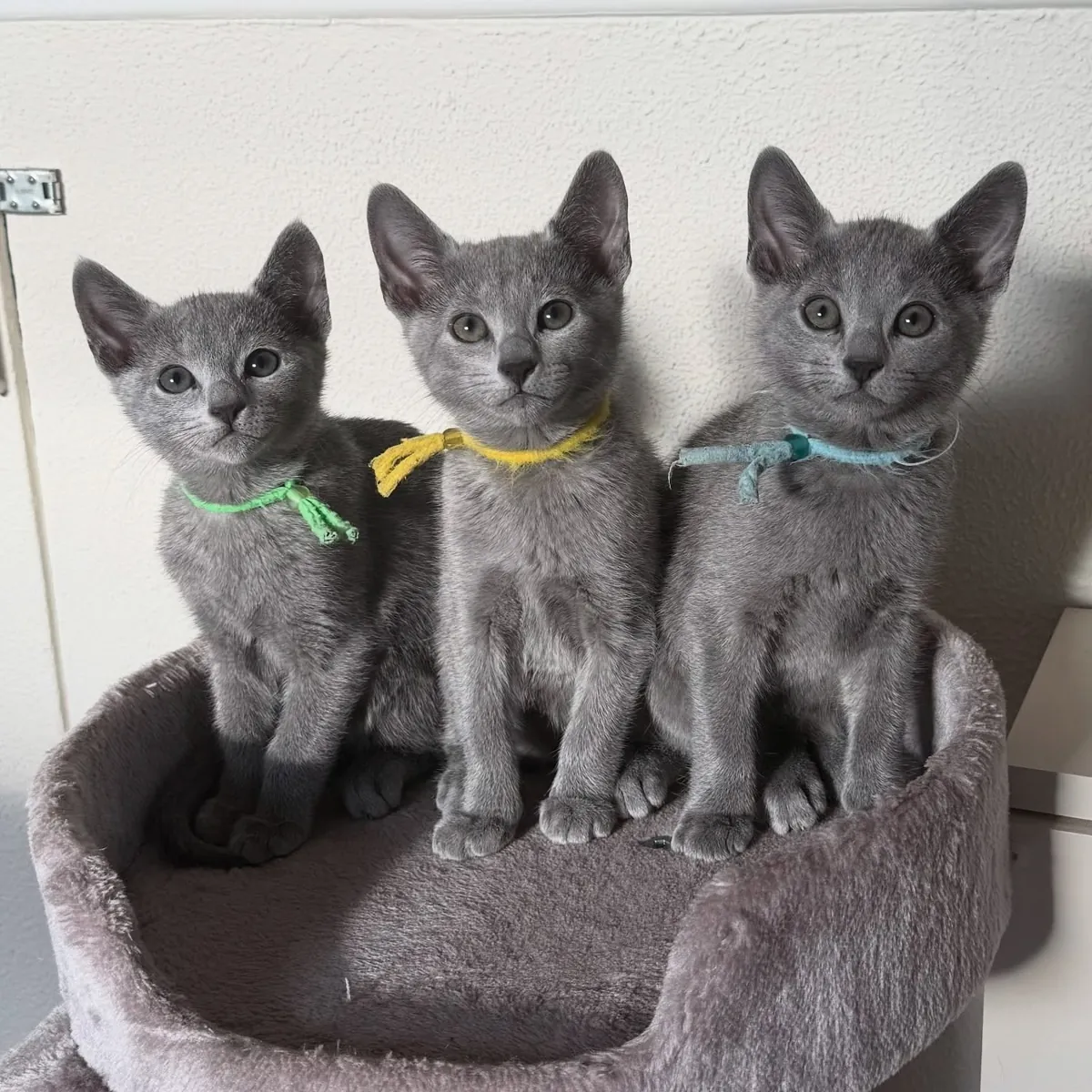 Jolis chatons bleus russes
