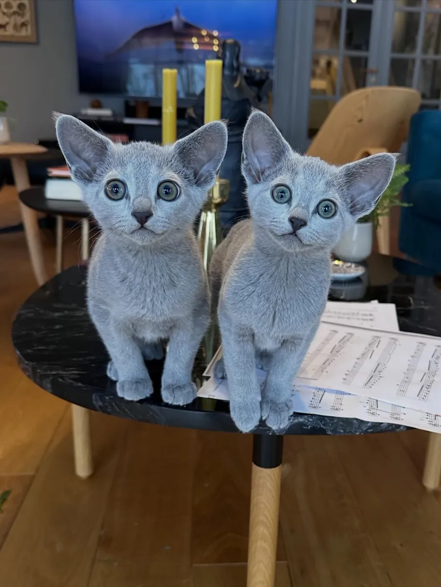 adorables chatons bleu russe