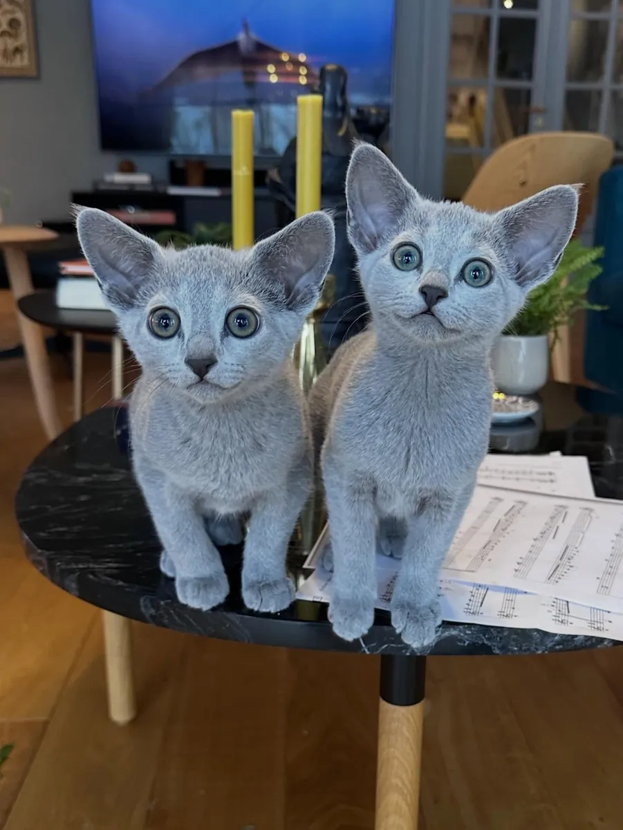 adorables chatons bleu russe