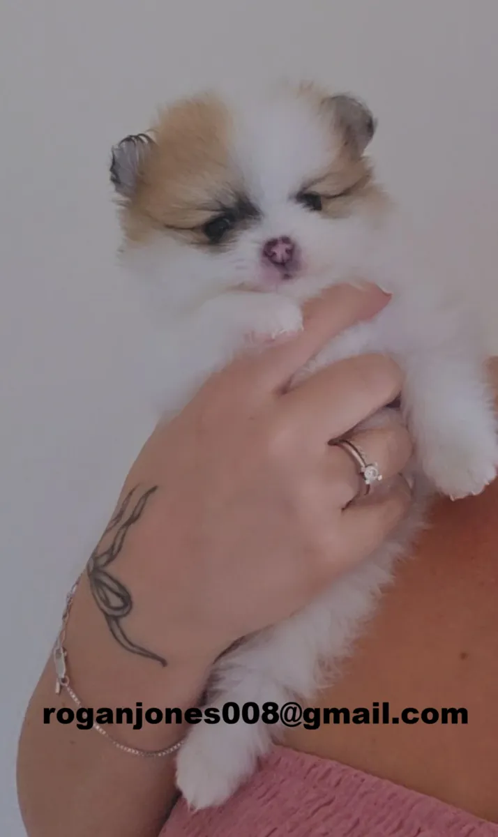 Disponibles adorables y pequeños cachorros Pomerania