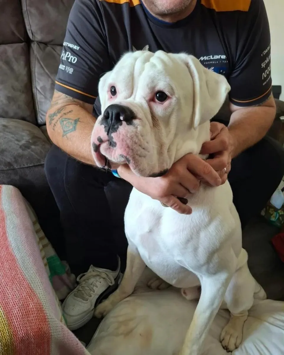 Güzel boxer yavruları
