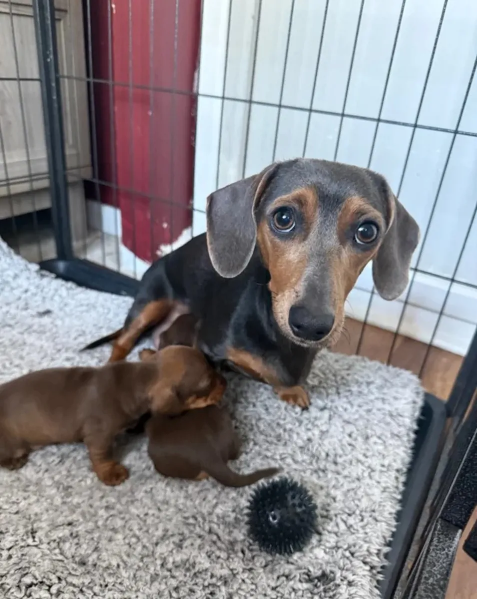 Cachorros de teckel miniatura