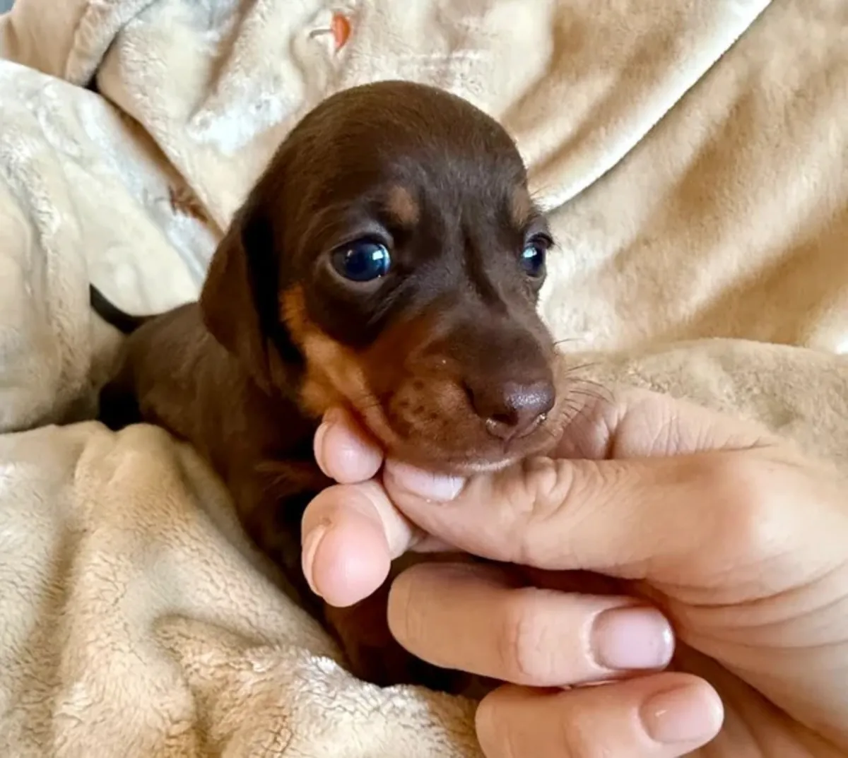 Cachorros de teckel miniatura