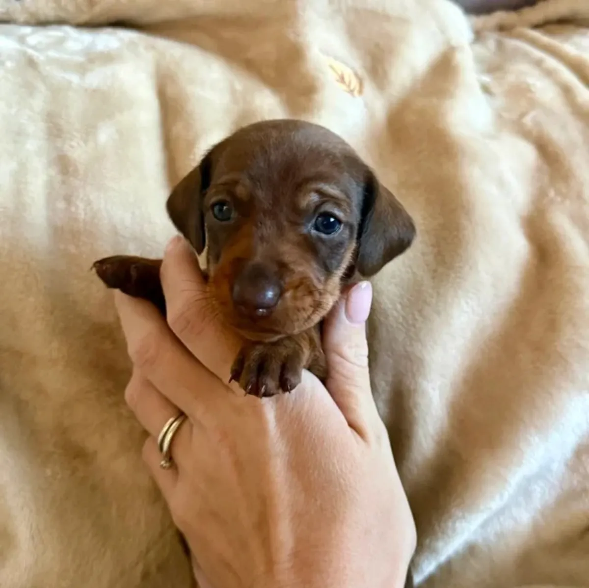 Cachorros de teckel miniatura