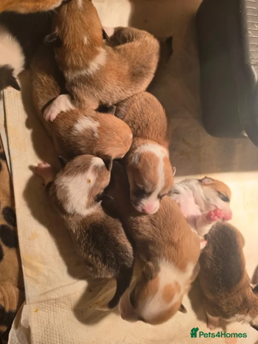 Corgi Yavruları kalıcı bir yuva arıyor