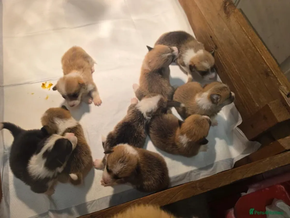 Corgi Yavruları kalıcı bir yuva arıyor