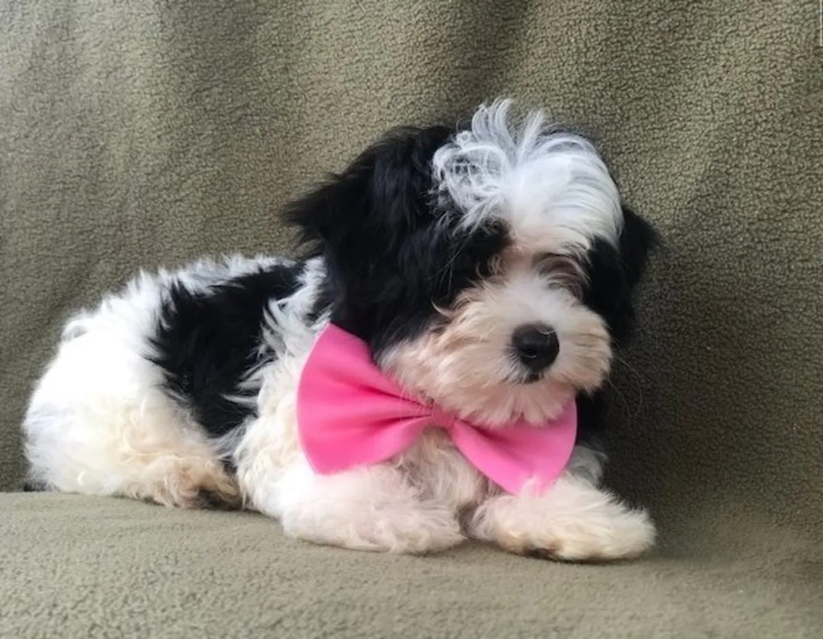 MINI Chiots Maltipoo prêts à partir chez eux
