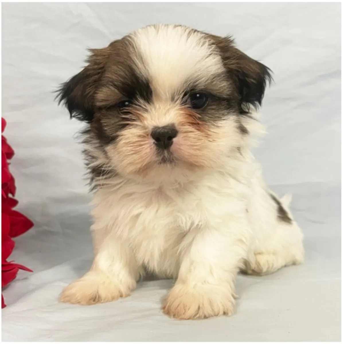 Cachorros de Shih Tzu de pura raza masculino y femenino.