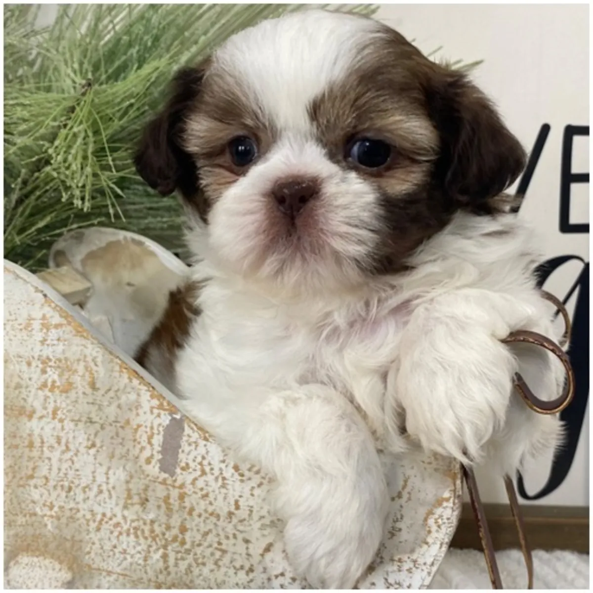 Cachorros de Shih Tzu de pura raza masculino y femenino.