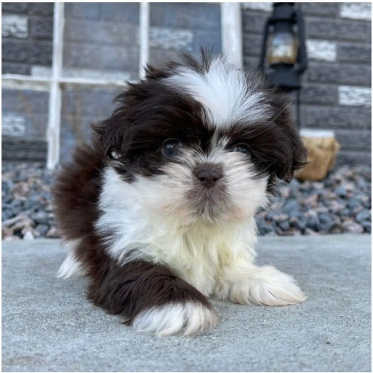 Cachorros de Shih Tzu de pura raza masculino y femenino.