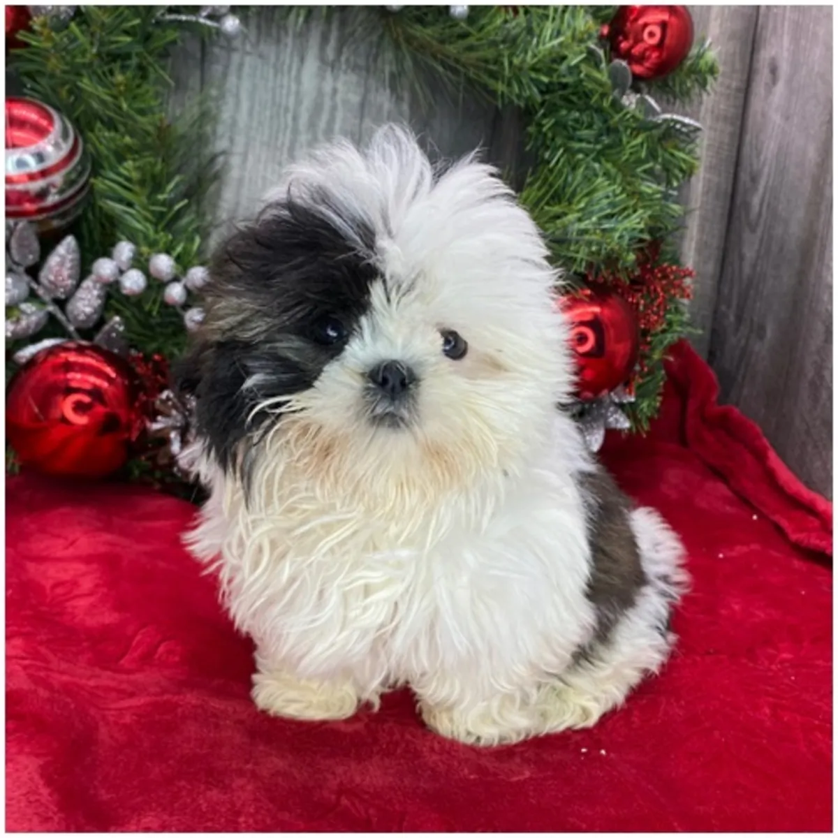 Cachorros de Shih Tzu de pura raza masculino y femenino.