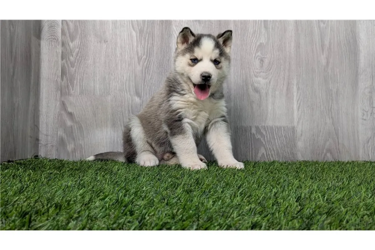 纯种西伯利亚哈士奇幼犬。