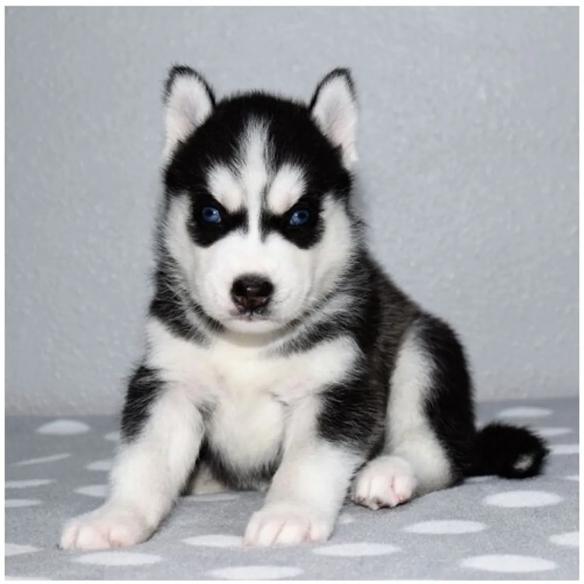 纯种西伯利亚哈士奇幼犬。