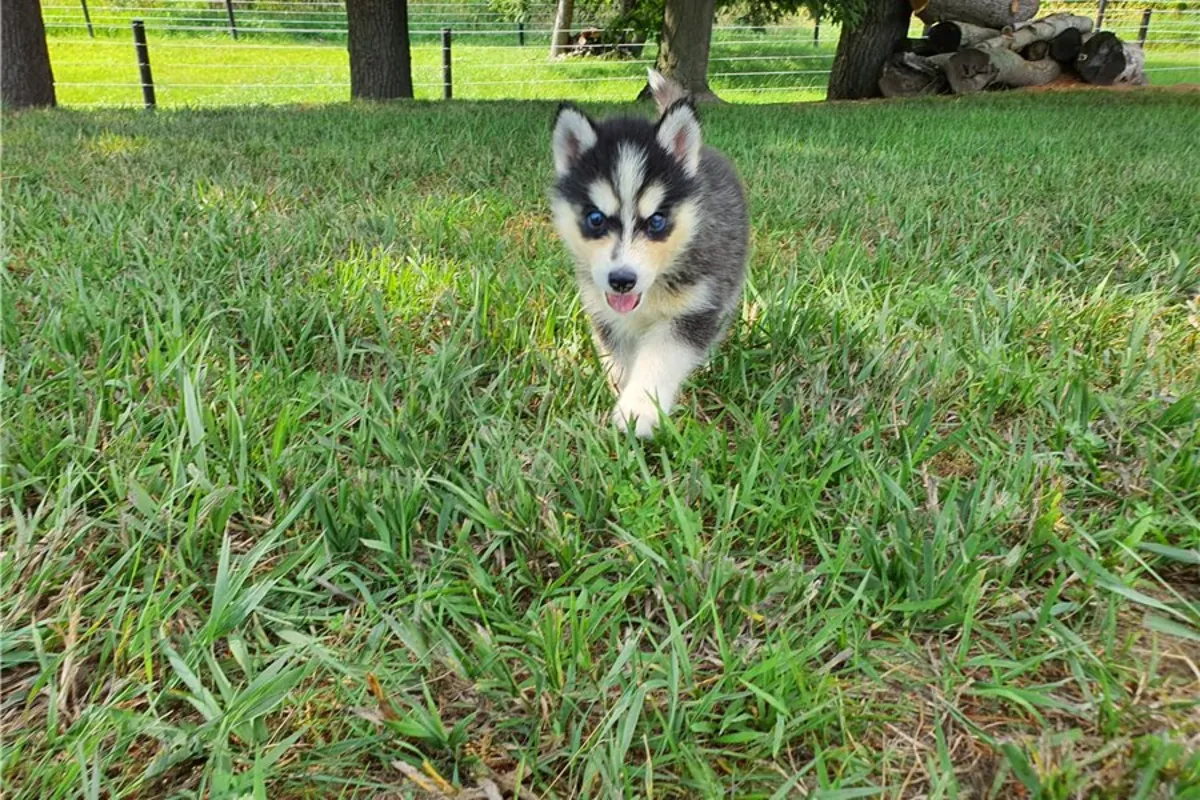 纯种西伯利亚哈士奇幼犬。