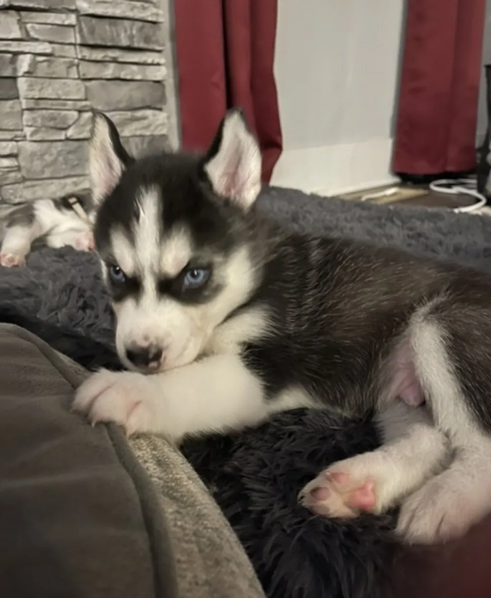 Cachorros de Husky Siberiano de pura raza masculino y femenino.