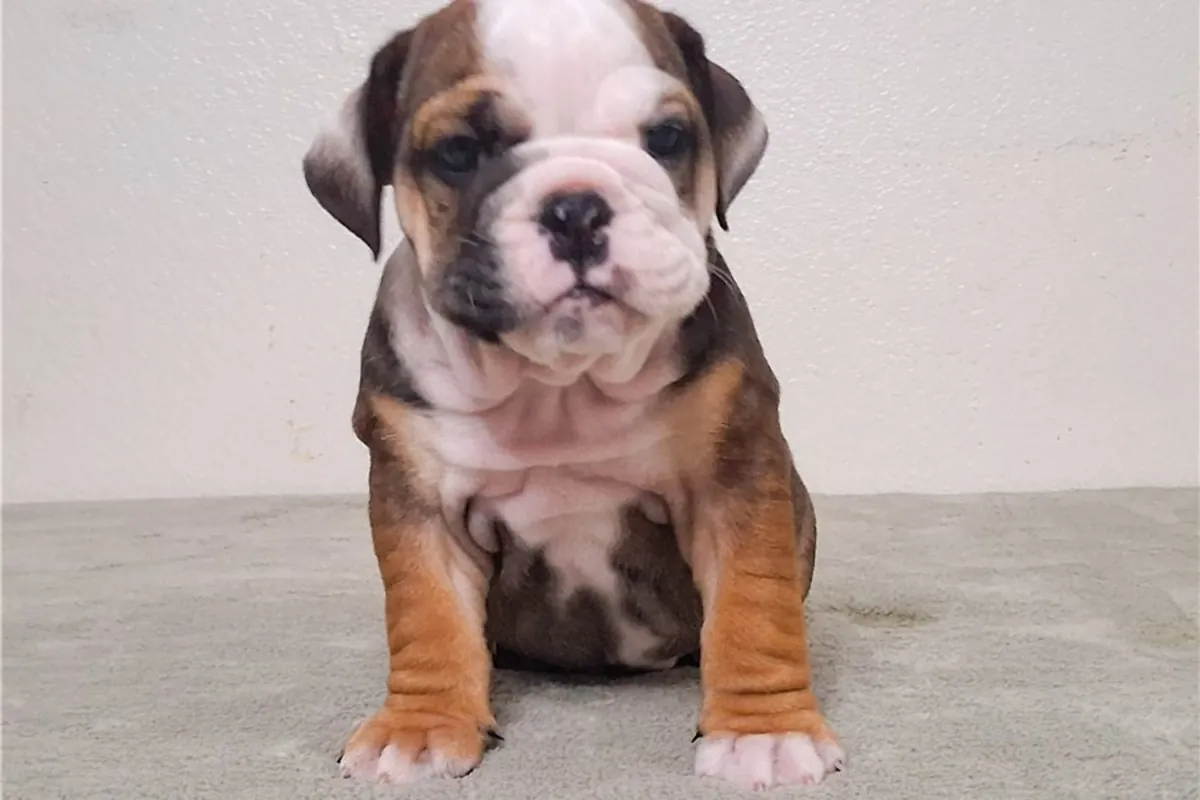 Cachorros de Bulldog Inglés de pura raza.