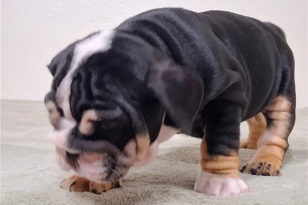 Cachorros de Bulldog Inglés de pura raza.