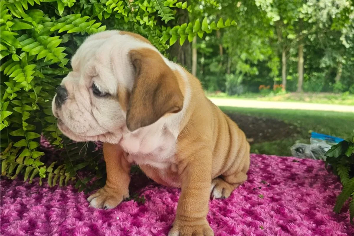 Cachorros de Bulldog Inglés de pura raza.