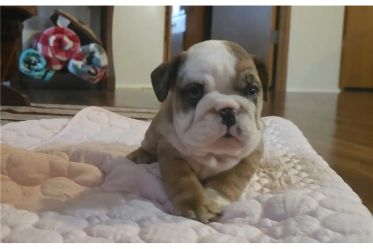 Cachorros de Bulldog Inglés de pura raza.