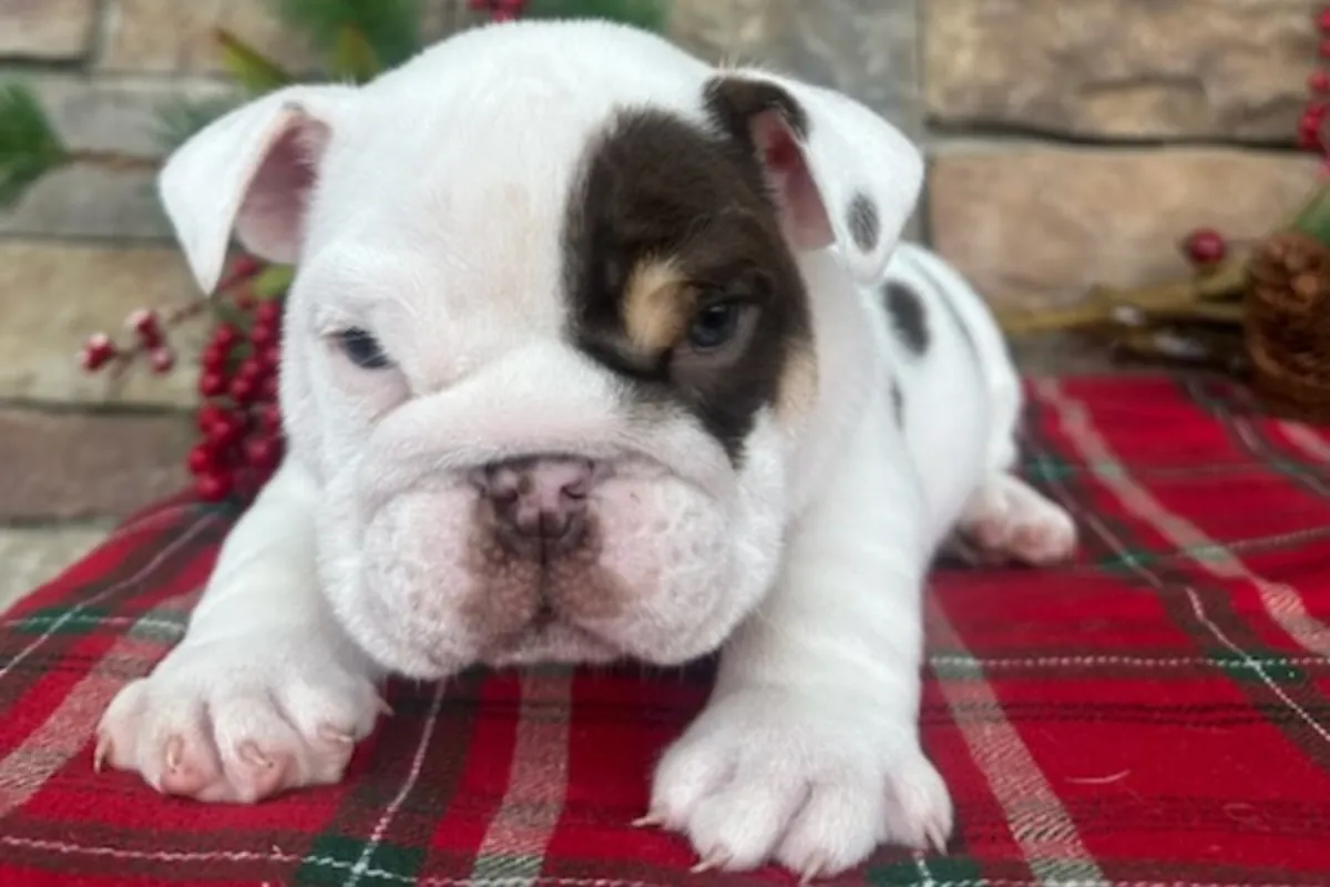 Cachorros de Bulldog Inglés de pura raza.