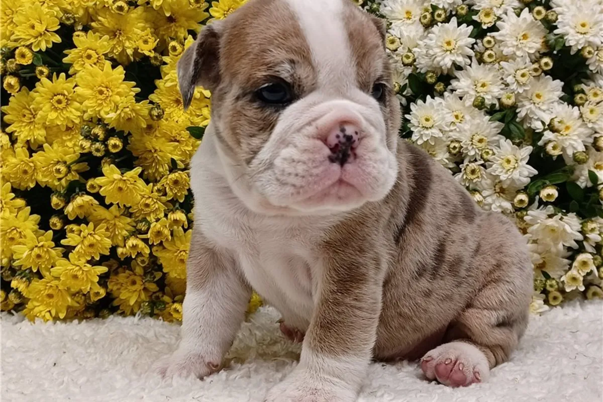 Cachorros de Bulldog Inglés de pura raza.