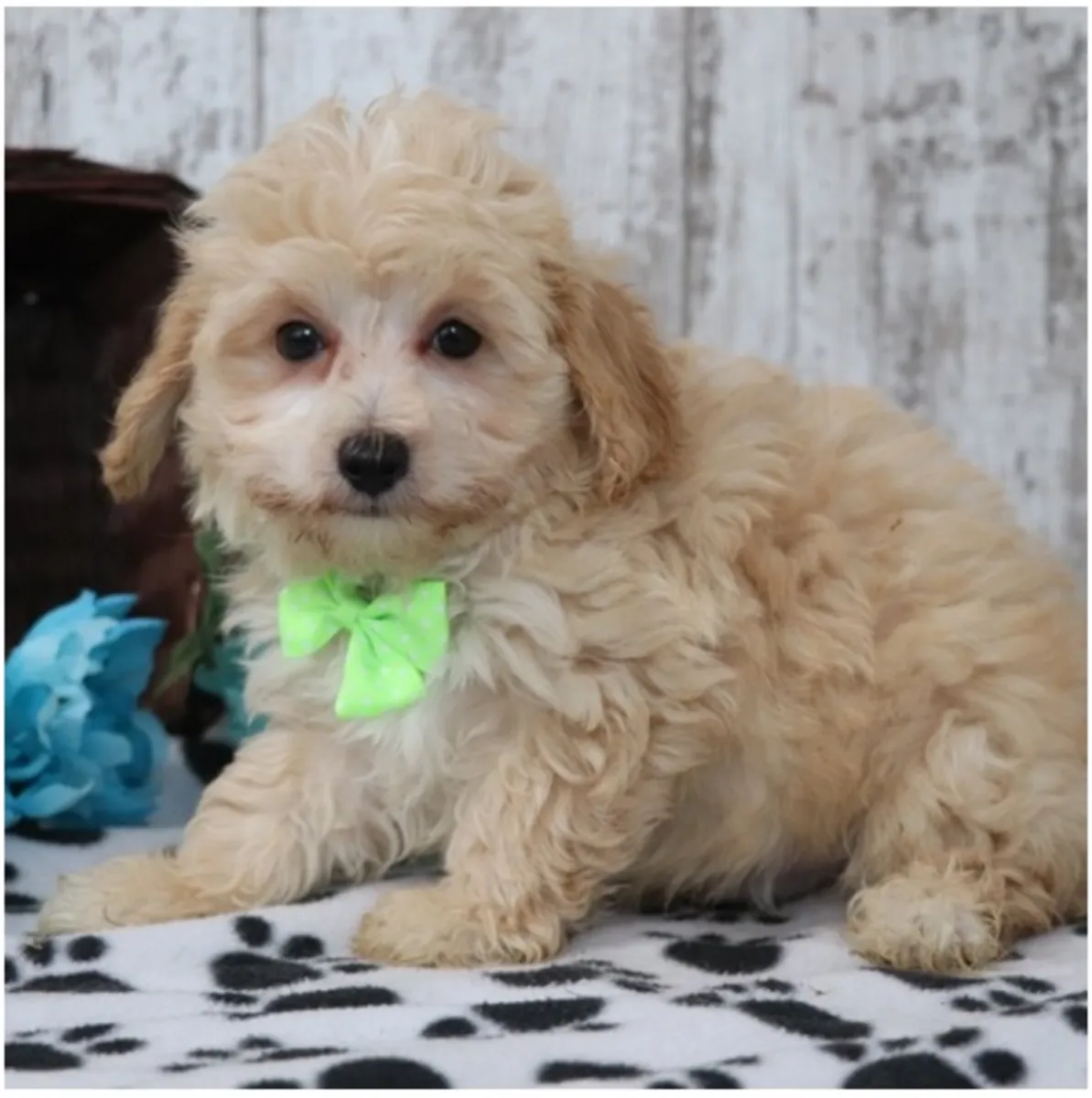 Cachorros Maltipoo de pura raza