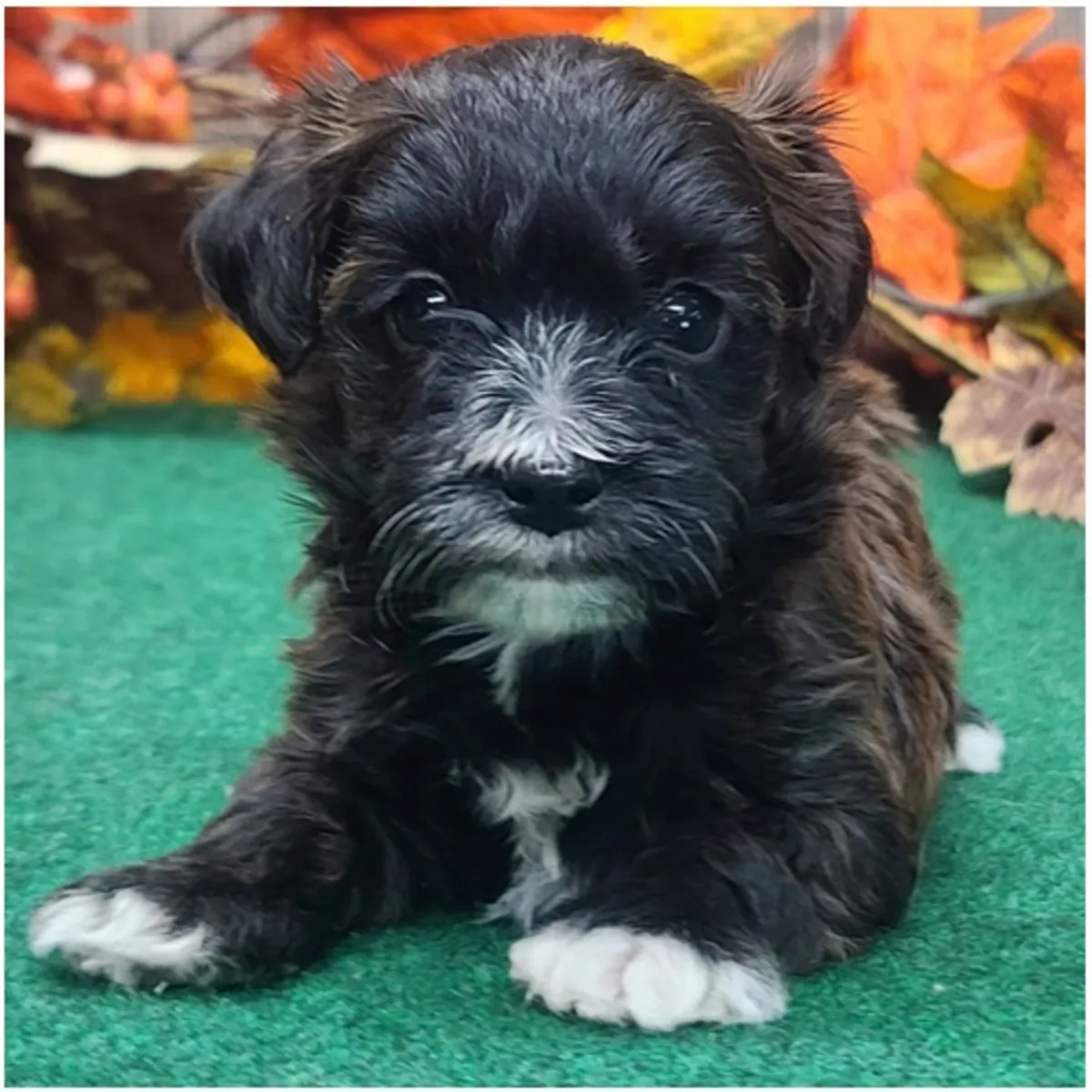 Cachorros Maltipoo de pura raza