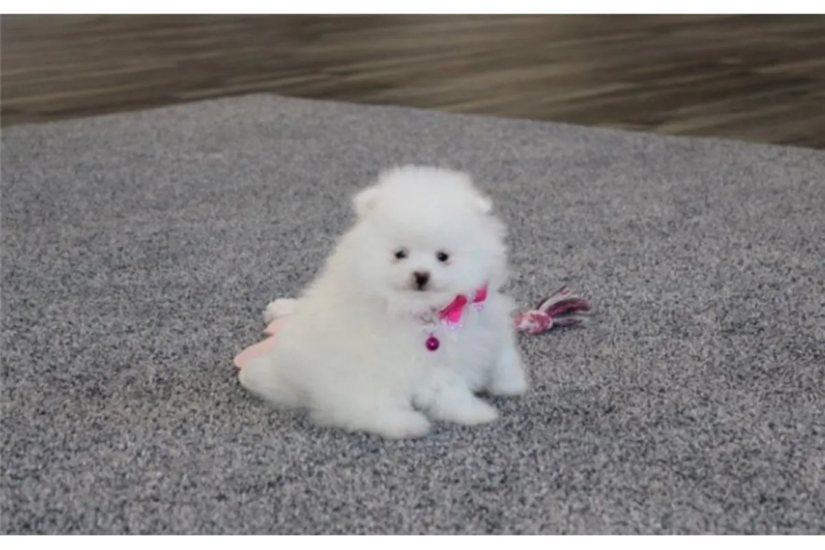 Щенки чистокровного померанца