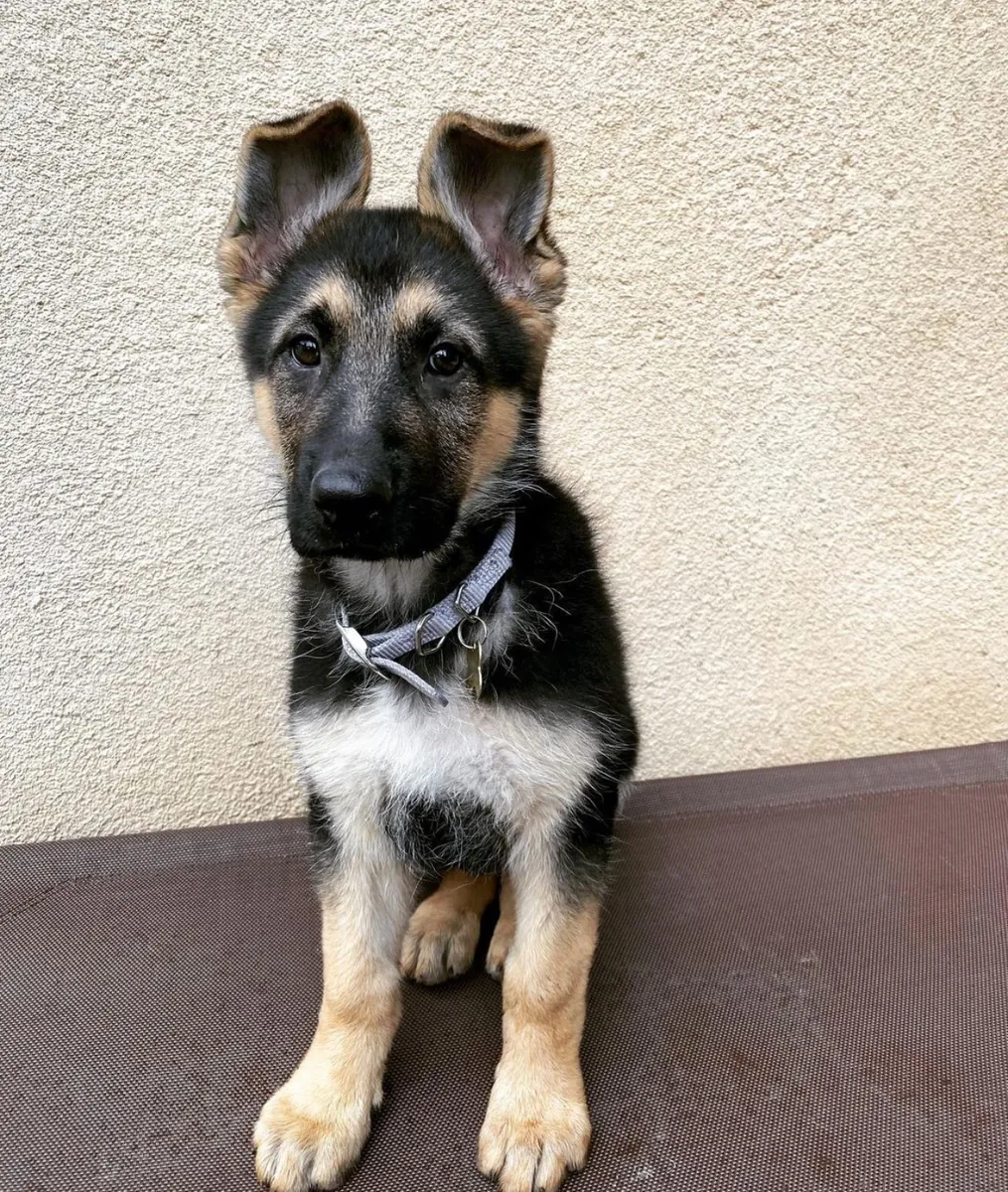 Fuerte, inteligente e increíblemente leal — cachorros de Pastor alemán