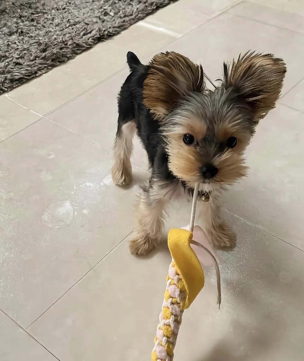 Yorkie puppies 