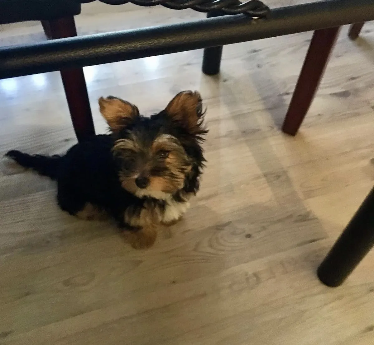 Yorkie puppies 