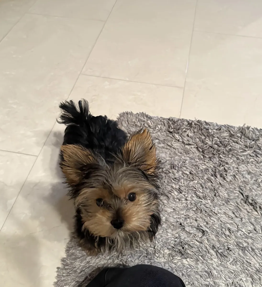 Yorkie puppies 