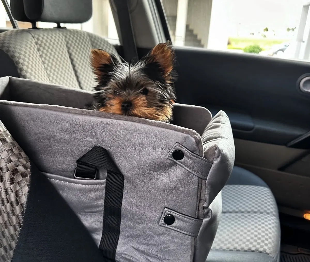 Yorkie puppies 