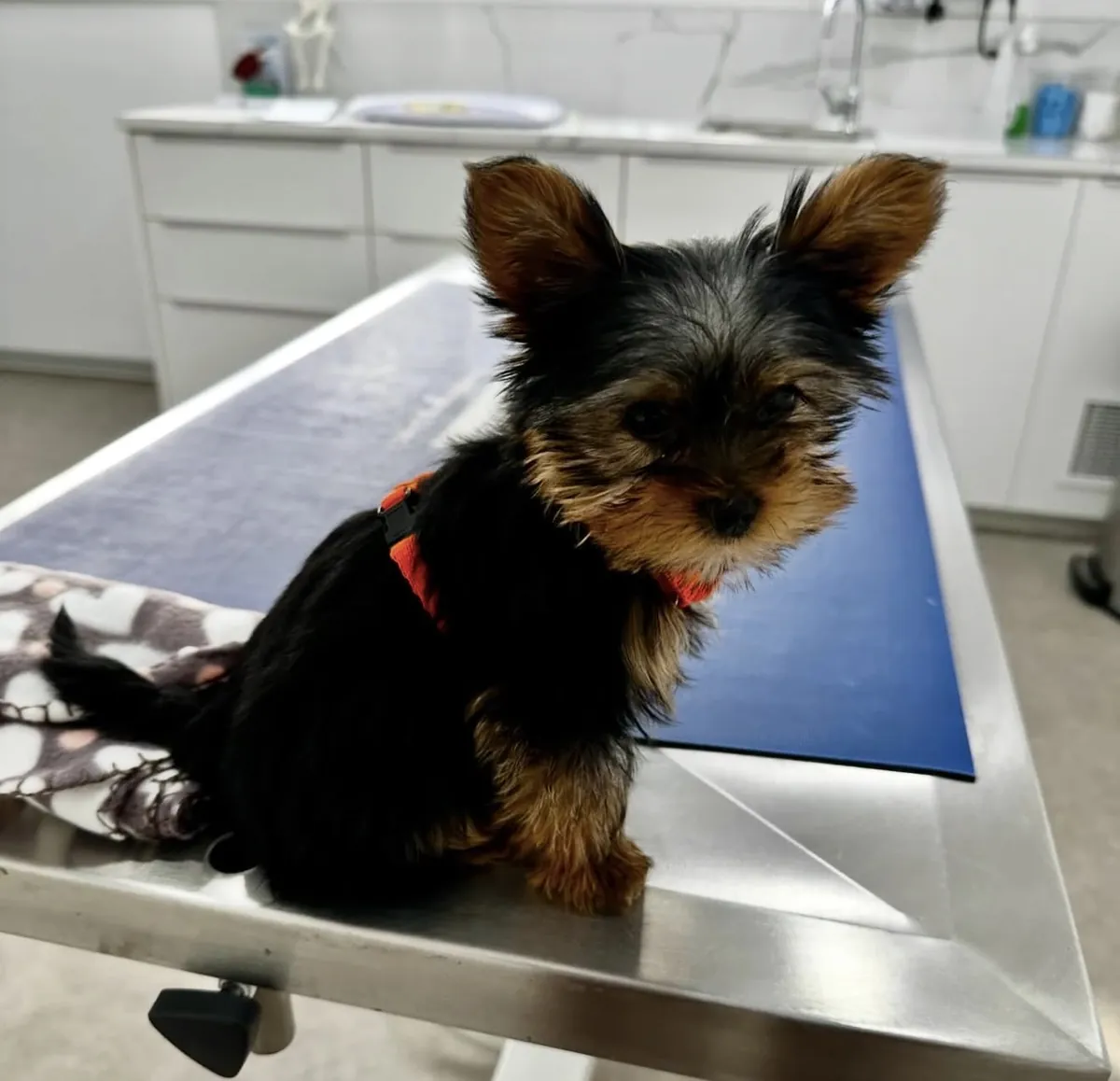 Yorkie puppies 