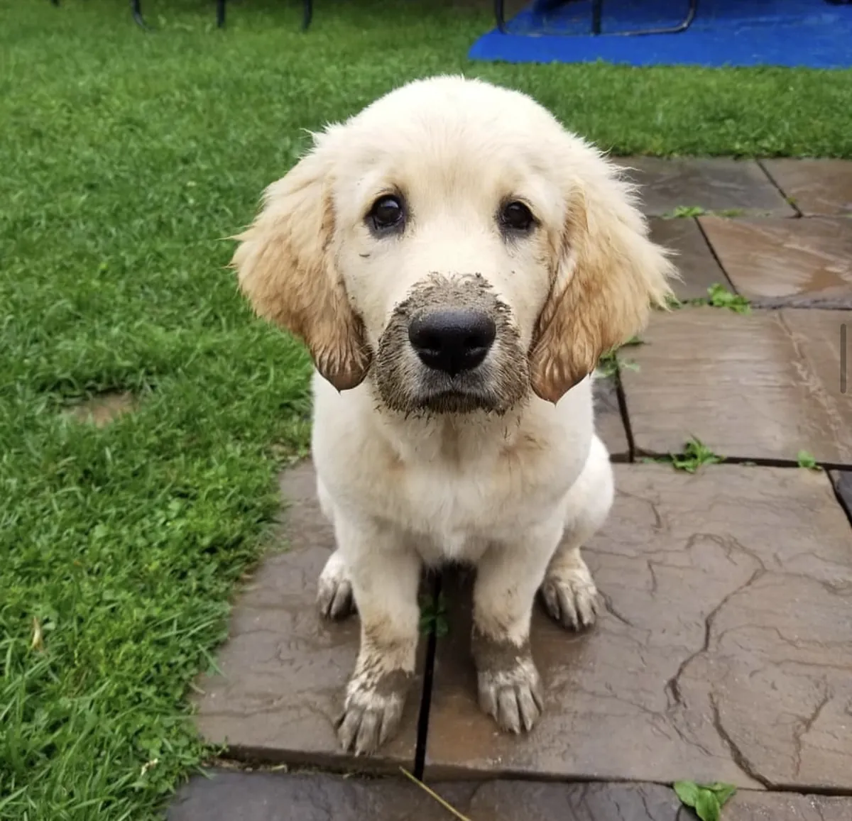 Evlat edinmek için sağlıklı Golden Retriever