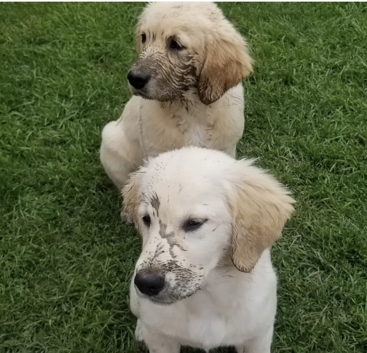 Evlat edinmek için sağlıklı Golden Retriever