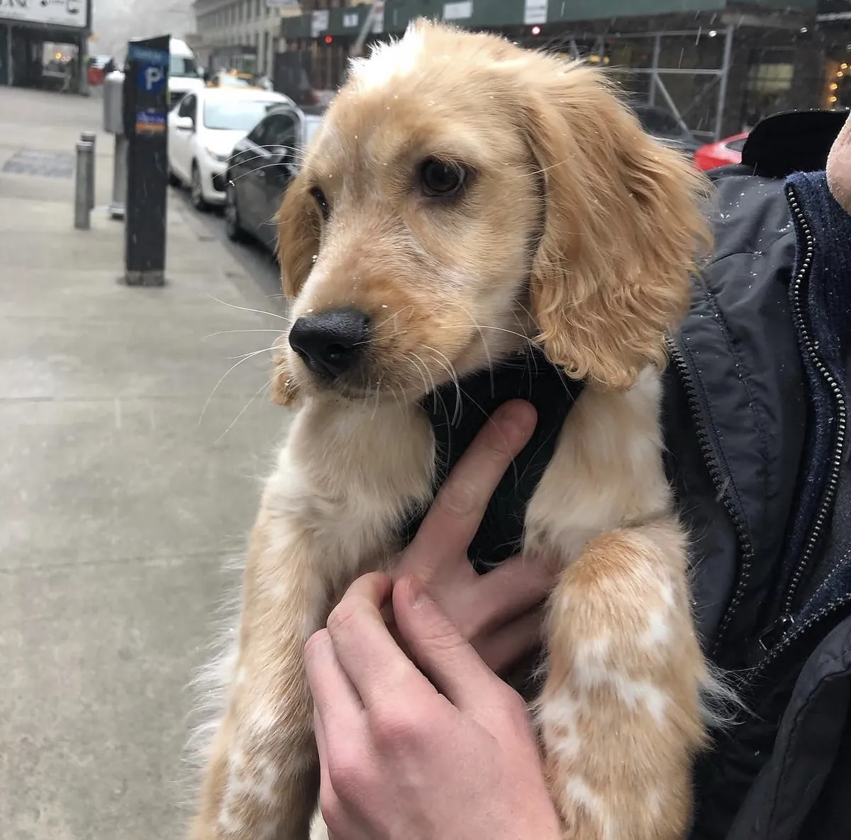 Evlat edinmek için sağlıklı Golden Retriever